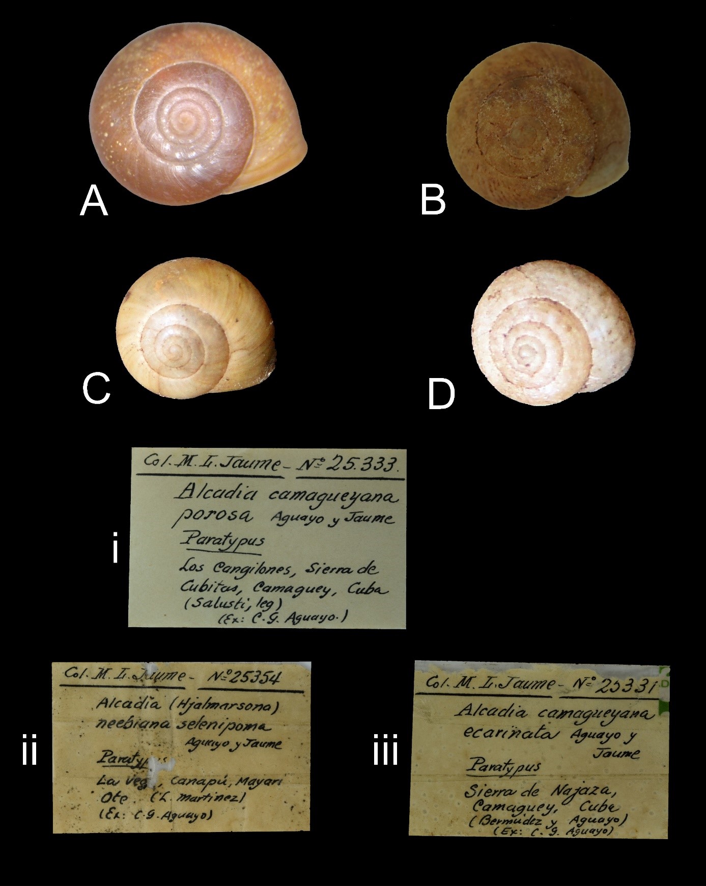 A Emoda poeyana (holotype MNHNCu-08.000164), B-i Alcadia camagüeyana porosa (paratype MNHNCu-08.000405), C-ii Alcadia selenipoma (paratype MNHNCu-08.000404), D-iii Alcadia camagüeyana ecarinata (paratype MNHNCu-08.000406)