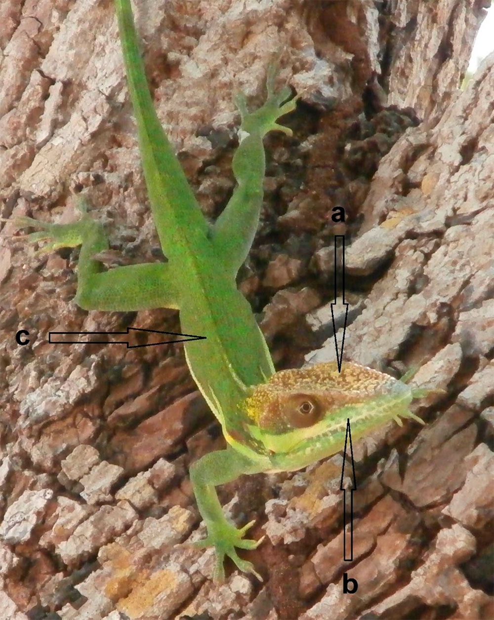 Anolis smallwoodi af. saxuliceps de Cayo Saetía: Casquete pardo con manchas de color crema (a), franja labial prominente (b) y cuerpo de color verde esmeralda (c).