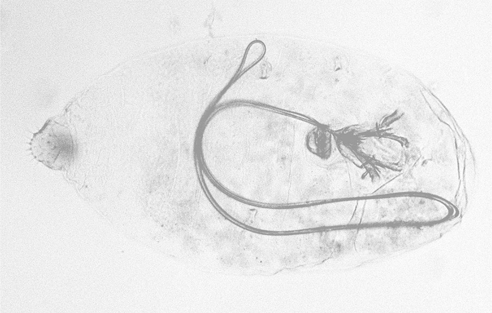 Mounted female of Colobopyga washingtoniae. Photo: K. Schrameyer.