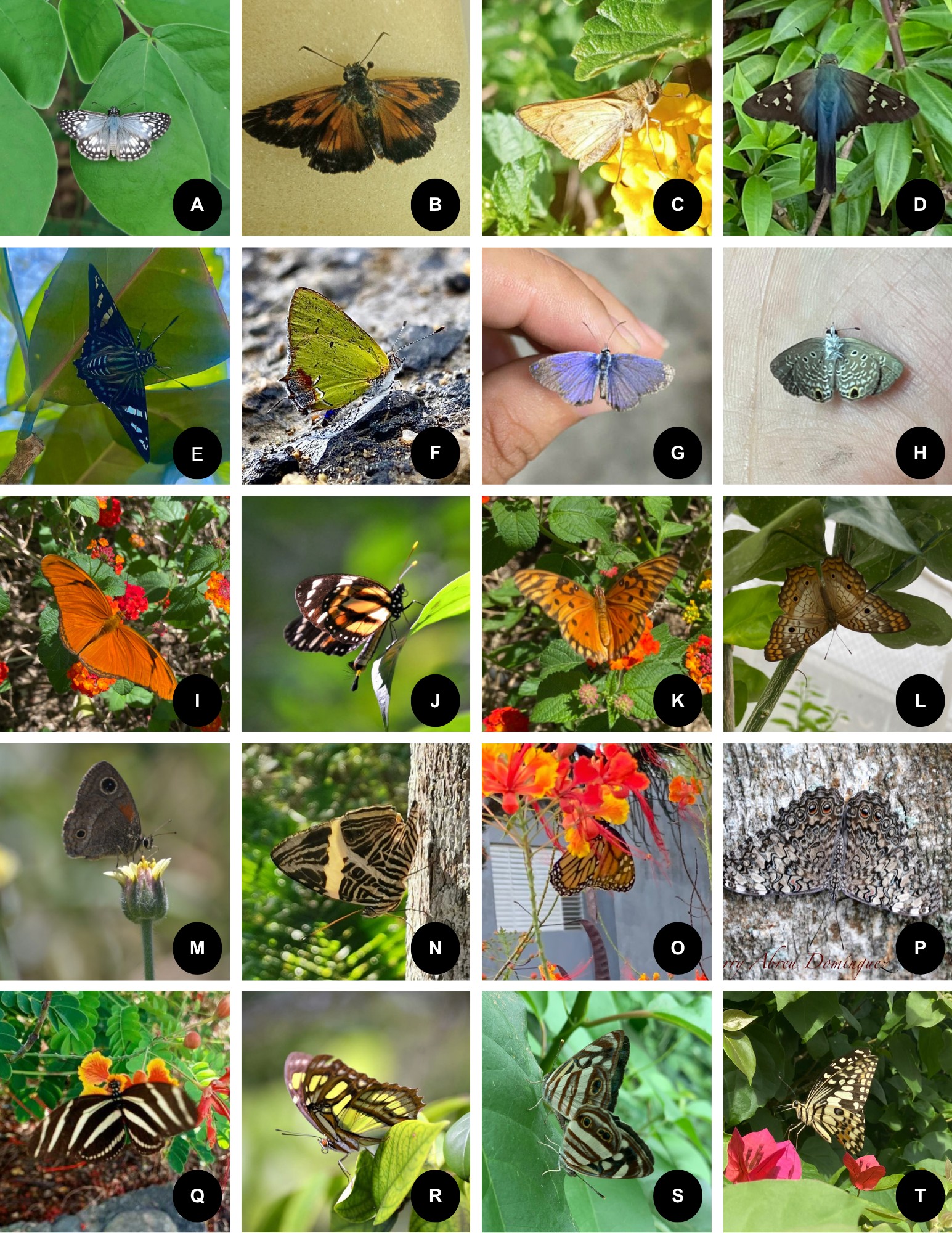Algunas especies de mariposas presentes en el Campus de la Universidad ISA, Santiago de los Caballeros, República Dominicana. A. Burnsius oileus oileus, B. Choranthus maria, C. Hylephila phyleus, D. Urnabus proteus domingo, E. Phocides pigmalion bicolora, F. Clorostrymon maesites, G. Hemiargus hanno, H. Hermiargus ceraunus, I. Dryas iulia fucutus, J. Lycorea halia cleobaea, K. Agrauslis vanillae insularis, L. Anartia jatrophae saturata, M. Calisto batesi, N. Colobura dirce wolcotti, O. Danaus plexlpplus megalippe, P. Hamadryas amphichloe diasia, Q. Heliconius charthonia churchi, R. Siproeta stelenes stelenes, S. Dynamine postverta, T. Papilio demoleus.