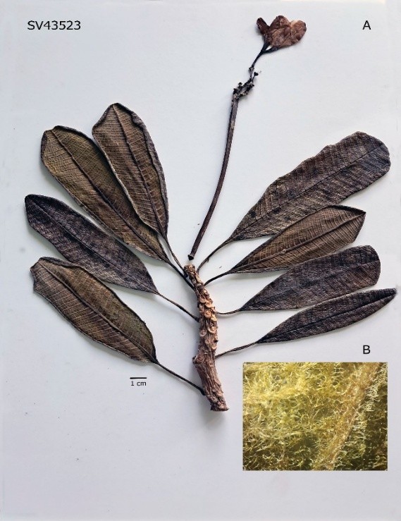 Ejemplar de Plumeria sericifolia recolectado en Punta Guanos, Matanzas con número de la serie SV del herbario HAC (A). Detalle del envés de la hoja donde se nota el indumento blanquecino (B).